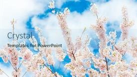  Presentation with soft focus abstract nature - PPT theme having beautiful-floral-spring-abstract-background background and a sky blue colored foreground
