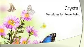  Presentation with butterflies - Slides having beautiful flower background with butterflies background and a white colored foreground