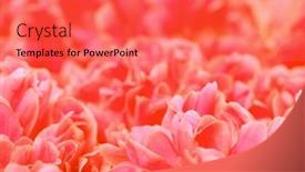  Presentation with effect - Cool new theme with beautiful-flower-background-with-color backdrop and a red colored foreground