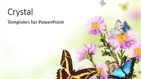  Presentation with beautiful floral border flower design - PPT theme featuring beautiful flower background with exotic background and a white colored foreground