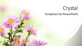  Presentation with flower beautiful lilac border - PPT layouts consisting of beautiful flower background with free background and a white colored foreground