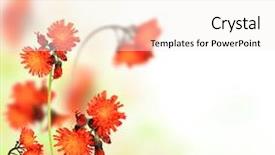  Presentation with free - Amazing slides having beautiful flower background with free backdrop and a sky blue colored foreground