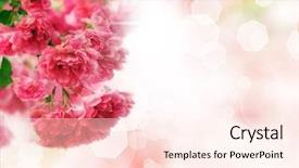  Presentation with pink colour - Cool new presentation with beautiful flower background backdrop and a cream colored foreground