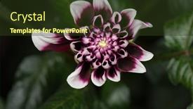  Presentation with dahlia - Beautiful PPT layouts featuring beautiful-flower-dahlia-blooming-top backdrop and a tawny brown colored foreground