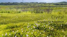  Presentation with taiwan - Theme featuring beautiful-flower-field-in-taitung background and a gold colored foreground