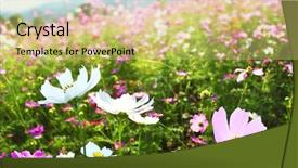  Presentation with fantasy - Presentation theme having beautiful flower garden background and a yellow colored foreground