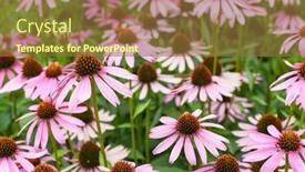  Presentation with echinacea - Cool new slide deck with beautiful-flower-heads-of-echinacea backdrop and a tawny brown colored foreground