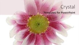  Presentation with sparkling - Slide set consisting of beautiful flower in sparkling water isolated on white background and a coral colored foreground