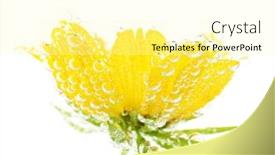  Presentation with sparkling - Beautiful slide deck featuring beautiful-flower-in-sparkling-water backdrop and a blonde colored foreground