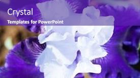  Presentation with iris flower - Amazing PPT layouts having beautiful flower iris closeup blue purple backdrop and a violet colored foreground