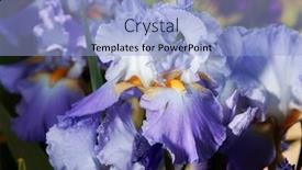  Presentation with iris flower - Presentation consisting of beautiful flower iris closeup blue orange purple background and a light blue colored foreground