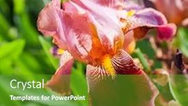  Presentation with iris flower - Slide deck consisting of beautiful flower iris closeup orange burgundy background and a tawny brown colored foreground