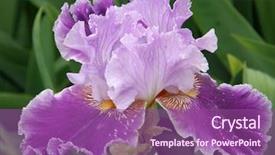  Presentation with iris flower - Slides with beautiful flower of an iris background and a violet colored foreground