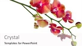  Presentation with orchid - Audience pleasing PPT layouts consisting of beautiful-flower-orchid-close-up backdrop and a white colored foreground