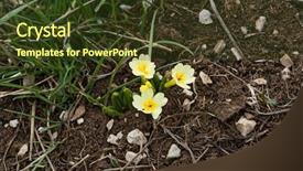  Presentation with flower - Cool new slide deck with beautiful flower yellow primrose closeup backdrop and a  colored foreground