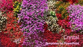  Presentation with flowers - Theme consisting of beautiful-flowers-background-on-full background and a tawny brown colored foreground