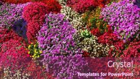  Presentation with flowers - Presentation theme featuring beautiful-flowers-background-on-full background and a  colored foreground