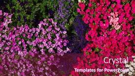  Presentation with flowers - Slides enhanced with beautiful-flowers-background-on-full background and a  colored foreground