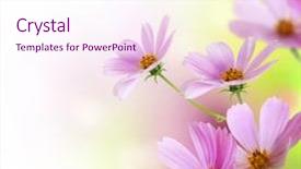  Presentation with flower border - Audience pleasing PPT layouts consisting of beautiful flowers border floral design backdrop and a pink colored foreground