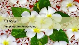 Presentation with floating - Presentation theme having beautiful flowers floating in water background and a soft green colored foreground