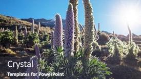  Presentation with flowers - Colorful theme enhanced with beautiful-flowers-in-cordillera-huayhuash backdrop and a dark gray colored foreground