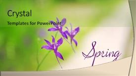  Presentation with beautiful spring flowers - Amazing presentation theme having beautiful flowers in field hello spring concept backdrop and a gold colored foreground