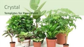  Presentation with white flowers - Amazing slide set having christmas morning the young family backdrop and a violet colored foreground