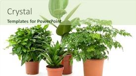  Presentation with white flowers - PPT theme consisting of beautiful-flowers-in-pots-isolated background and a mint green colored foreground