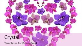  Presentation with heart flowers - Beautiful presentation featuring beautiful flowers in shape of heart isolated on white backdrop and a lilac colored foreground
