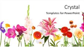  Presentation with white flowers of jasmine - Theme enhanced with electrical - movement of trolley bus background and a light blue colored foreground.