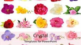  Presentation with white flowers of jasmine - Slide set with beautiful flowers isolated on white background and a lemonade colored foreground