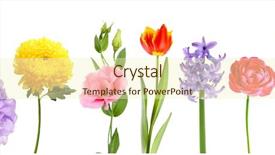  Presentation with white flowers of jasmine - Cool new presentation theme with beautiful flowers isolated on white backdrop and a cream colored foreground