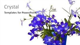  Presentation with blue flower bulb field - Audience pleasing theme consisting of beautiful-flowers-lobelia-in-blue backdrop and a white colored foreground