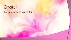  Presentation with color - Cool new slides with beautiful flowers made with color backdrop and a cream colored foreground