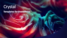  Presentation with flower border colorful made - Audience pleasing presentation theme consisting of beautiful flowers made with color backdrop and a navy blue colored foreground