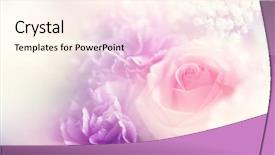  Presentation with color pink - Colorful presentation enhanced with beautiful flowers made with color backdrop and a cream colored foreground