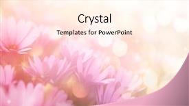  Presentation with flower border colorful made - Colorful PPT theme enhanced with beautiful flowers made with color backdrop and a cream colored foreground