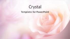  Presentation with color pink - Amazing PPT theme having beautiful flowers made with color backdrop and a pink colored foreground