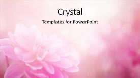  Presentation with color - Audience pleasing slide set consisting of beautiful flowers made with color backdrop and a  colored foreground