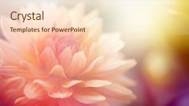  Presentation with red floral - Amazing presentation design having red floral background - beautiful flowers made with color backdrop and a lemonade colored foreground