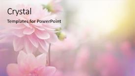  Presentation with flower - Beautiful slide set featuring beautiful flowers made with color backdrop and a sky blue colored foreground