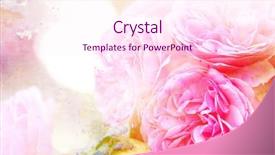  Presentation with color - PPT theme consisting of beautiful flowers made with color background and a  colored foreground