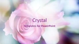  Presentation with color - PPT theme enhanced with beautiful flowers made with color background and a lemonade colored foreground