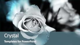  Presentation with flower beautiful lilac border - Presentation having beautiful flowers made with color background and a seafoam green colored foreground