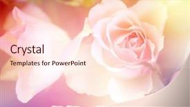 Presentation with free - Colorful PPT theme enhanced with beautiful flowers made with color backdrop and a lemonade colored foreground