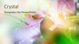  Presentation with color - Slide deck enhanced with beautiful flowers made with color background and a cream colored foreground