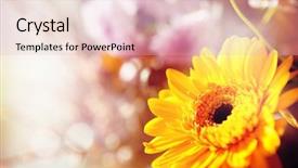  Presentation with green glitter - Colorful slide set enhanced with beautiful flowers made with color backdrop and a lemonade colored foreground