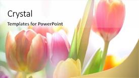  Presentation with beautiful flowers border floral design - Beautiful presentation featuring beautiful flowers made with color backdrop and a white colored foreground