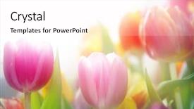  Presentation with pastel color - Colorful PPT theme enhanced with pastel colors - beautiful flowers made with color backdrop and a pink colored foreground