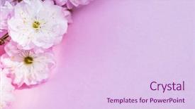  Presentation with paper quilling colorful paper flowers - PPT theme with beautiful flowers of almond plant background and a sky blue colored foreground